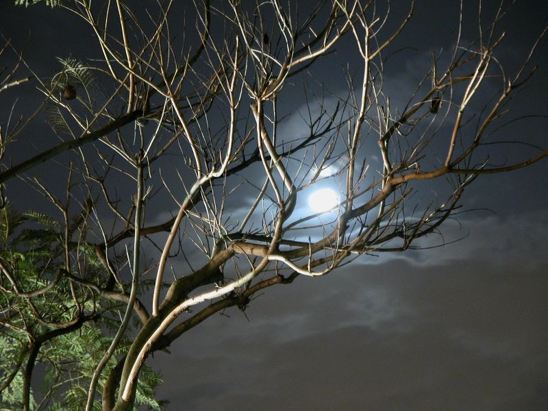 Nocturno